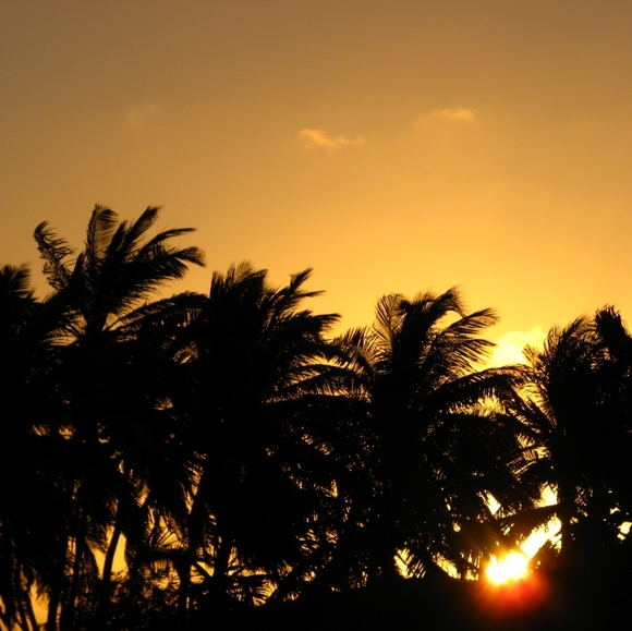 Joy - Picture 4 of 8